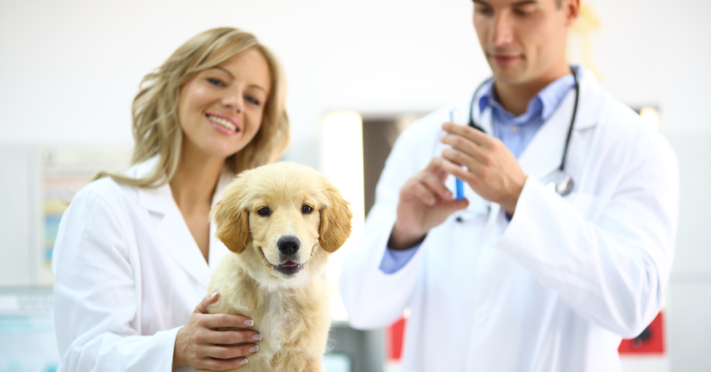 puppy vaccination, image of puppy with 2 vet staff drawing up vaccine