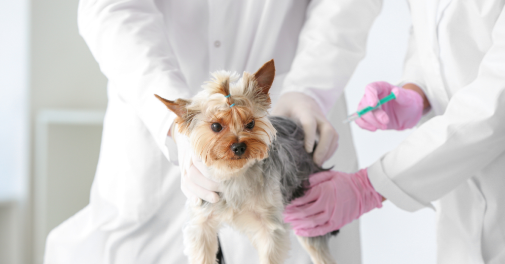 puppy vaccination, image of yorkie getting vaccine