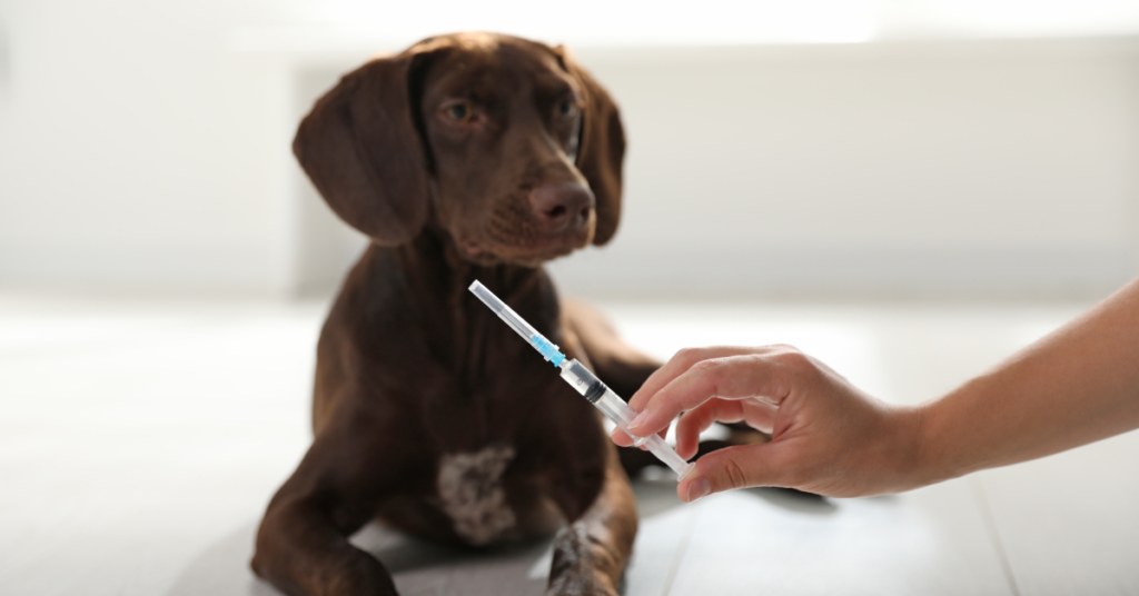 distemper, image of dog getting ready to receive vaccine