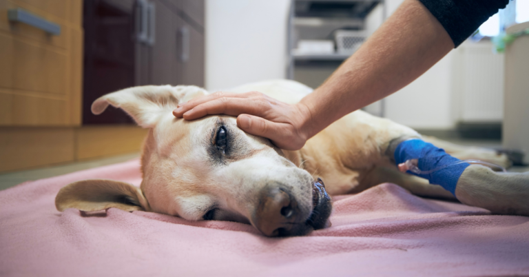 7 Crucial Facts About the Deadly Canine Distemper Virus Every Dog Owner Should Know