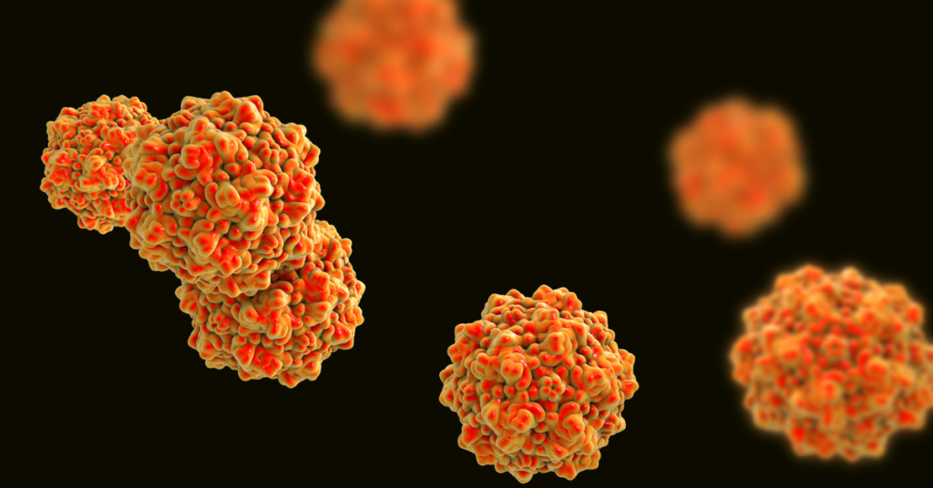 parvovirus, image of the virus