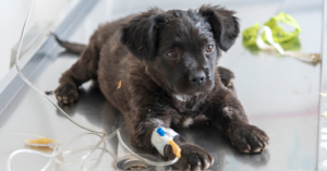 parvovirus, image of sick puppy with IV