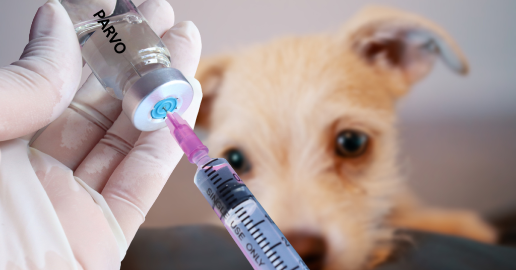 parvovirus, image of  parvo vaccine being drawn up in a syringe