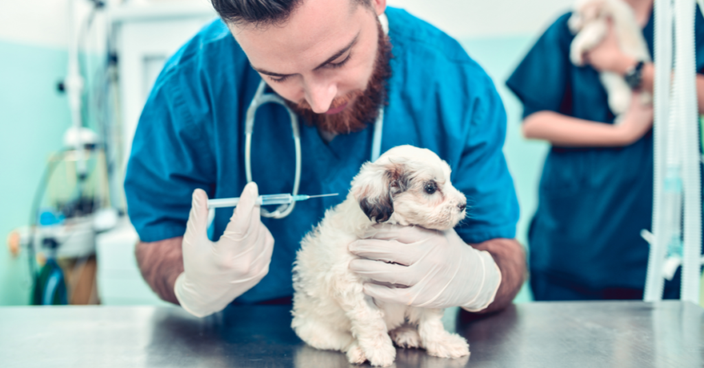 parvovirus, image of small puppy receiving the vaccine