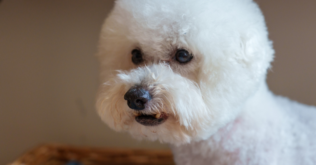 Bichon Frise