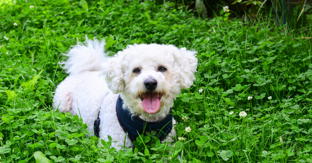 Bichon Frise
