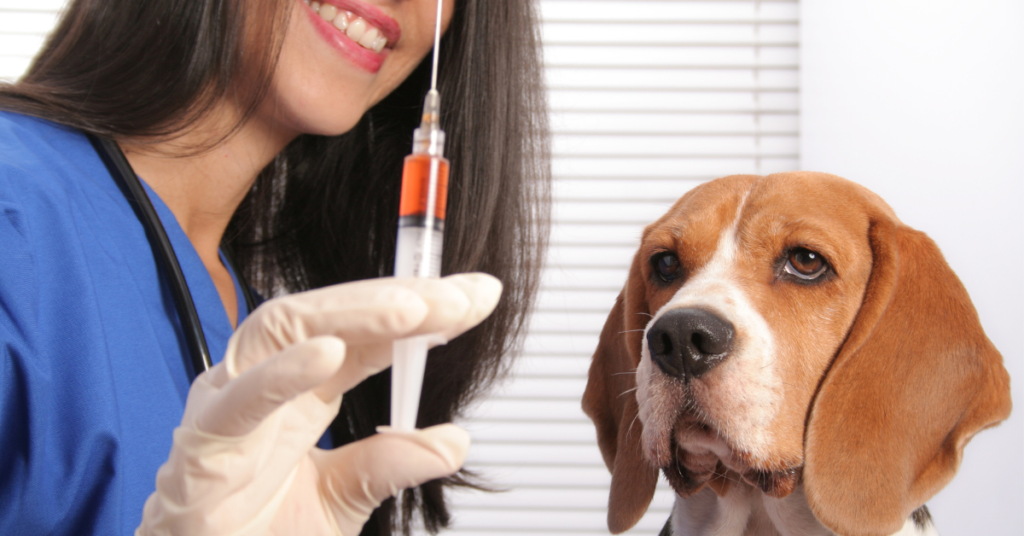 Canine Adenovirus-1 & Infectous Canine Hepatitus, image of beagle getting ready to receive vaccine