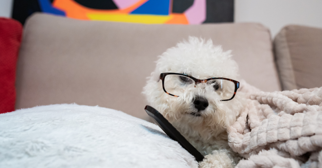 Bichon Frise