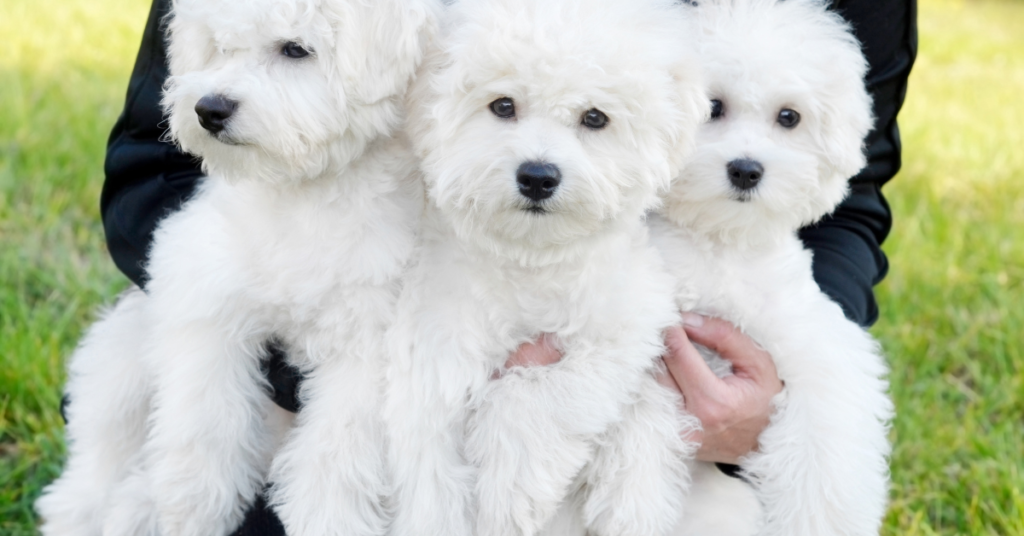 Bichon Frise Puppies