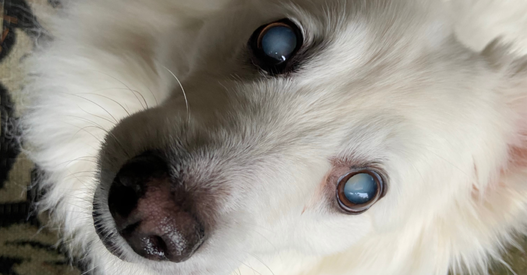 Canine Adenovirus-1 & Infectous Canine Hepatitus, image of white dog with cloudy corneas