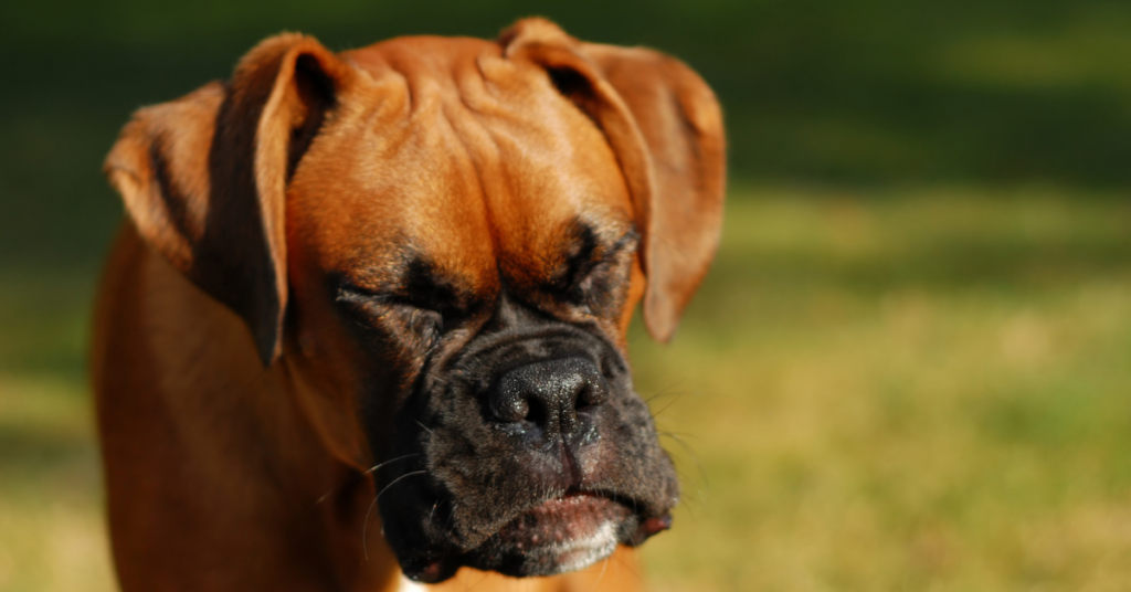 Bordetella, image of boxer dog sneezing
