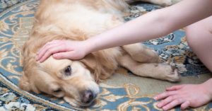 Bordetella, image of sick dog