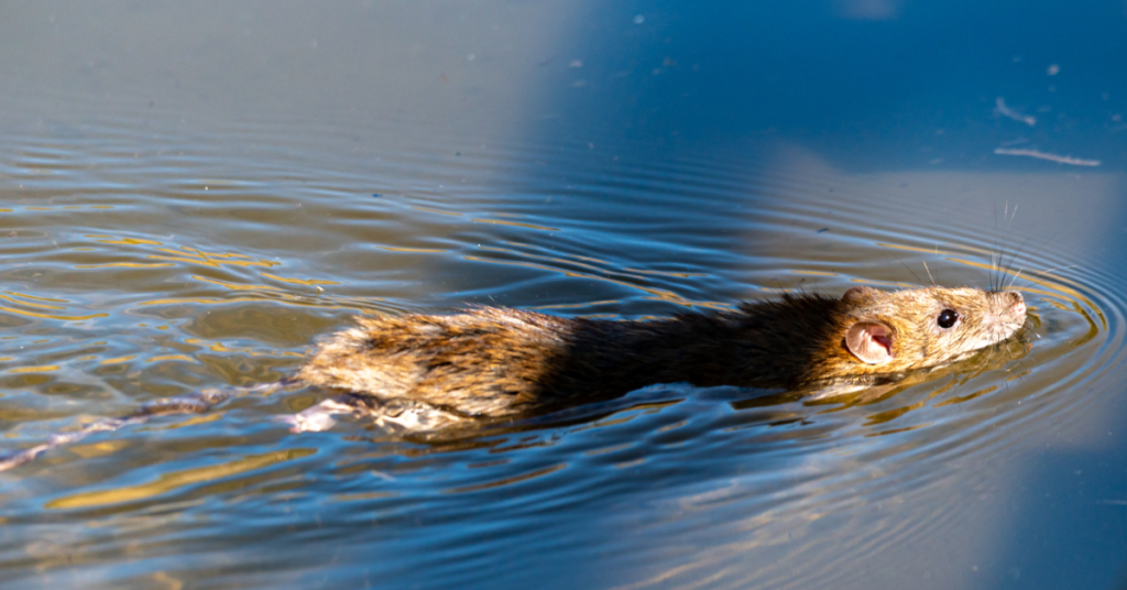 Leptospirosis in Dogs, image rat swimming in water