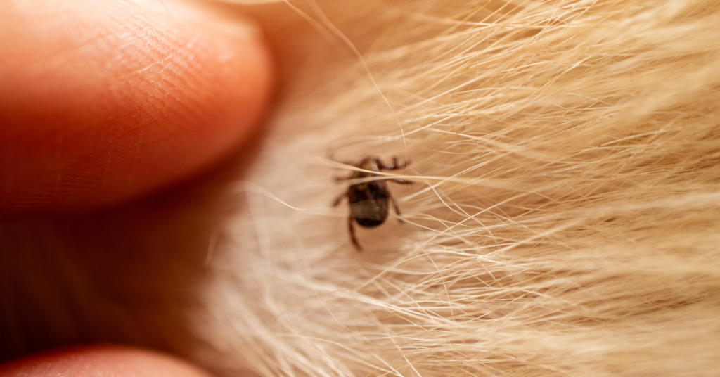 lyme disease in dogs, image of dog with tick