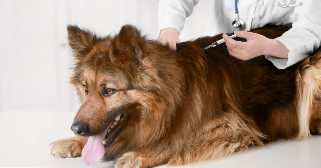 canine parainfluenza, image of a dog lying down receiving vaccine