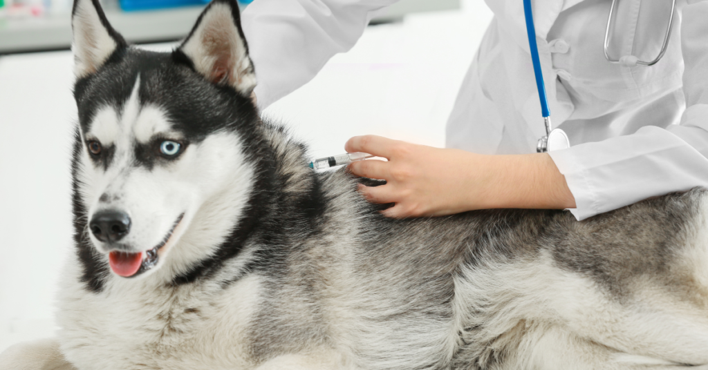 kennel cough, image of a husky receiving a vaccine