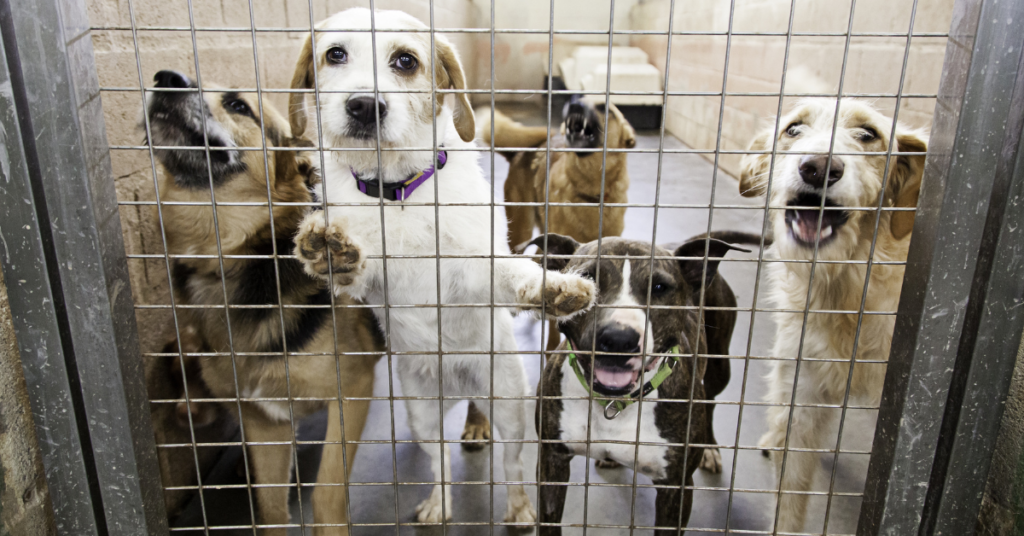 kennel cough, image of a group of dogs in a kennel