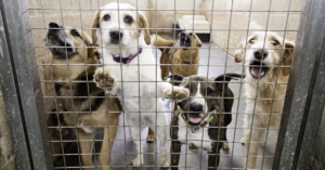 kennel cough, image of a group of dogs in a kennel