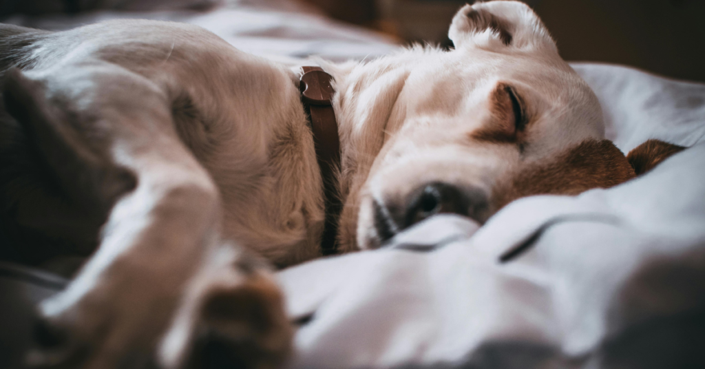 kennel cough, image of a sick dog lying on a bed