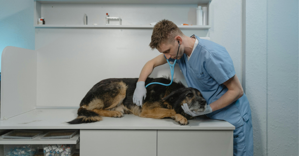 kennel cough, image of a man wearing scrubs and gloves examining a dog