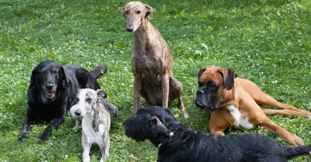 Canine Respiratory Coronavirus, image of a group of dogs sitting on grass at a dog park