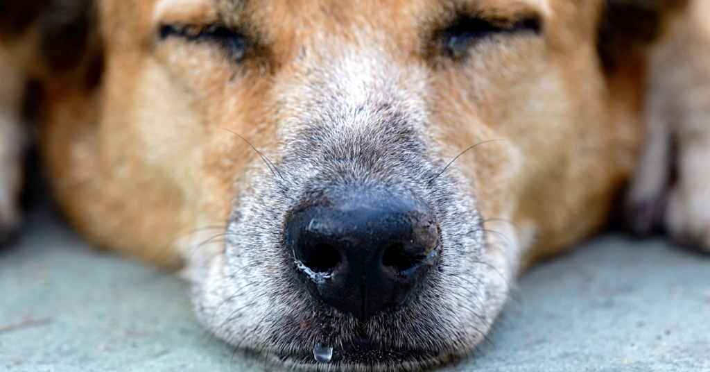 Canine Respiratory Coronavirus, image of a close up of a dog's runny nose