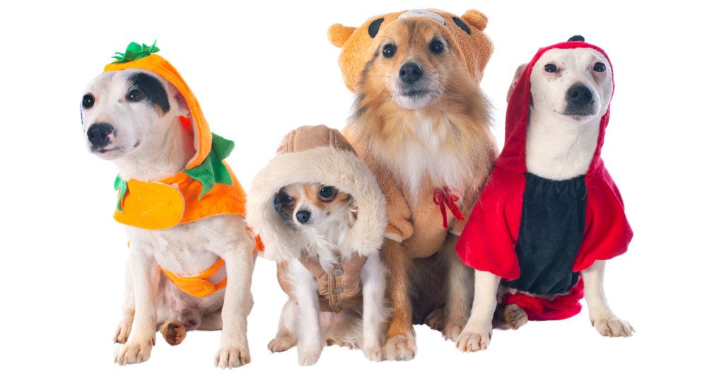 halloween with your dog, image 4 dogs in costumes