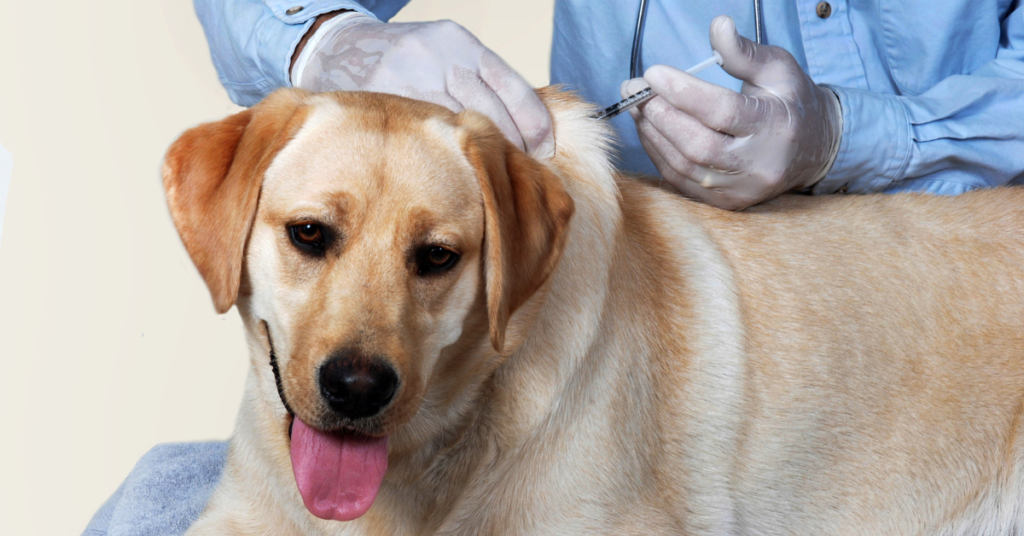 Canine Respiratory Coronavirus, image of a yellow lab being vaccinated