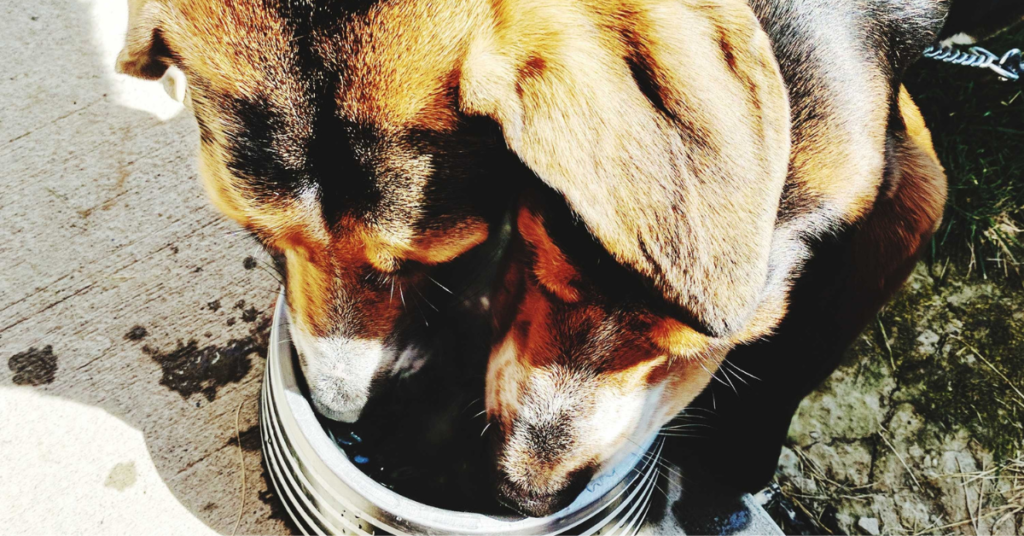 mycoplasma in dogs, image of two dogs drinking from a bowl