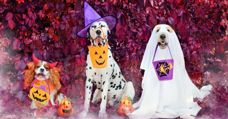 10 Fun and Safe Tips for Halloween with Your Dog: Parties, Costumes, and Treats