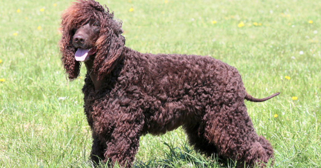 Hypoallergenic dogs, image of Portuguese Water Dog