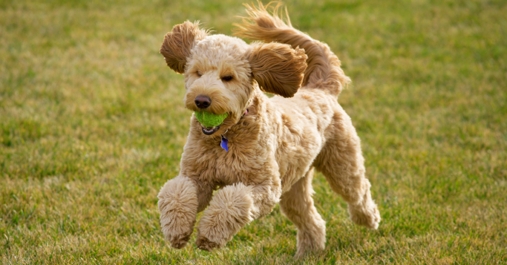 Hypoallergenic dogs, image of Labradoodle