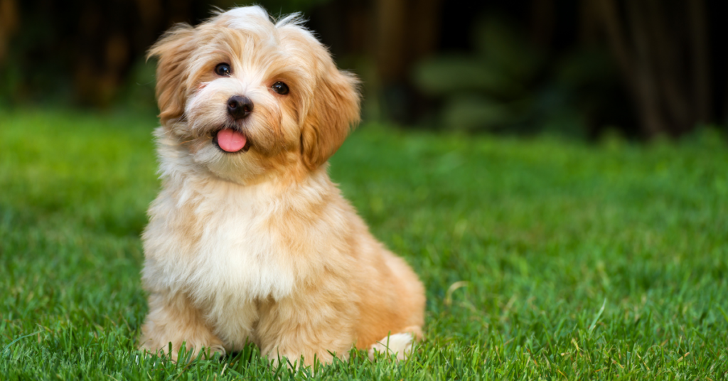 Hypoallergenic dogs, image of Havanese