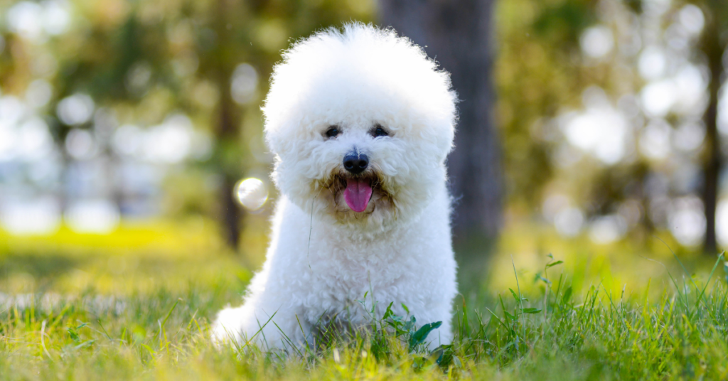 Hypoallergenic dogs, image of Bichon Frise