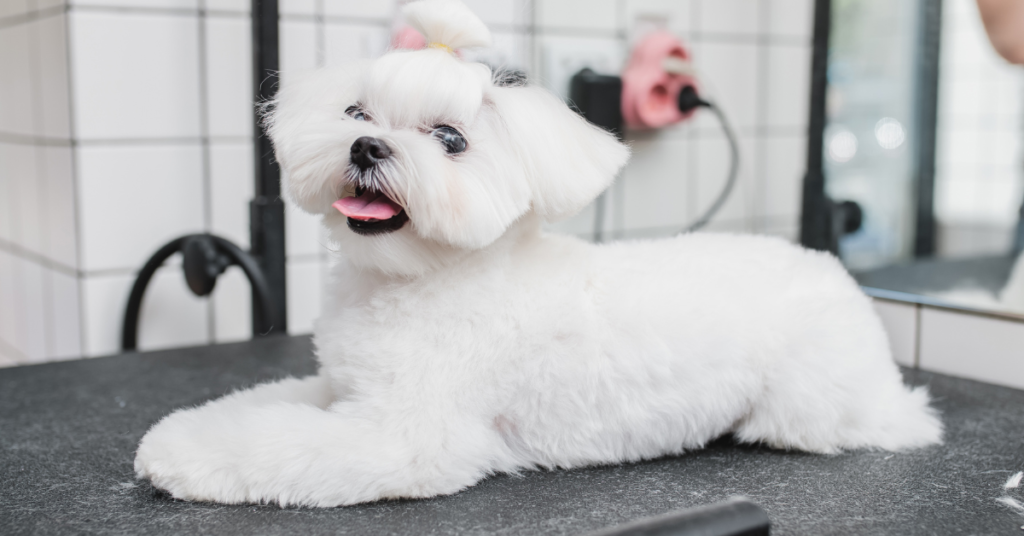 Hypoallergenic dogs, image of Maltese