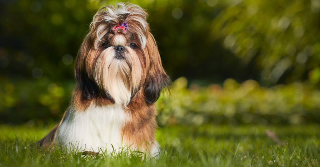 Hypoallergenic dogs, image of Shih Tzu