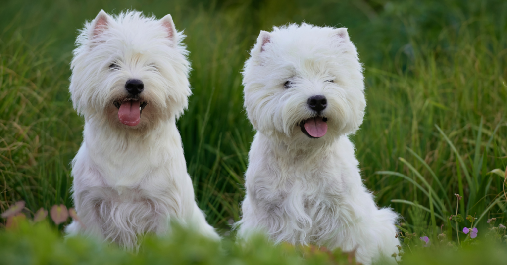 Hypoallergenic dogs, image of 2 Westies