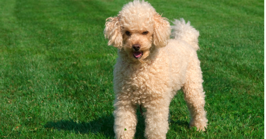 Hypoallergenic dogs, image of poodle