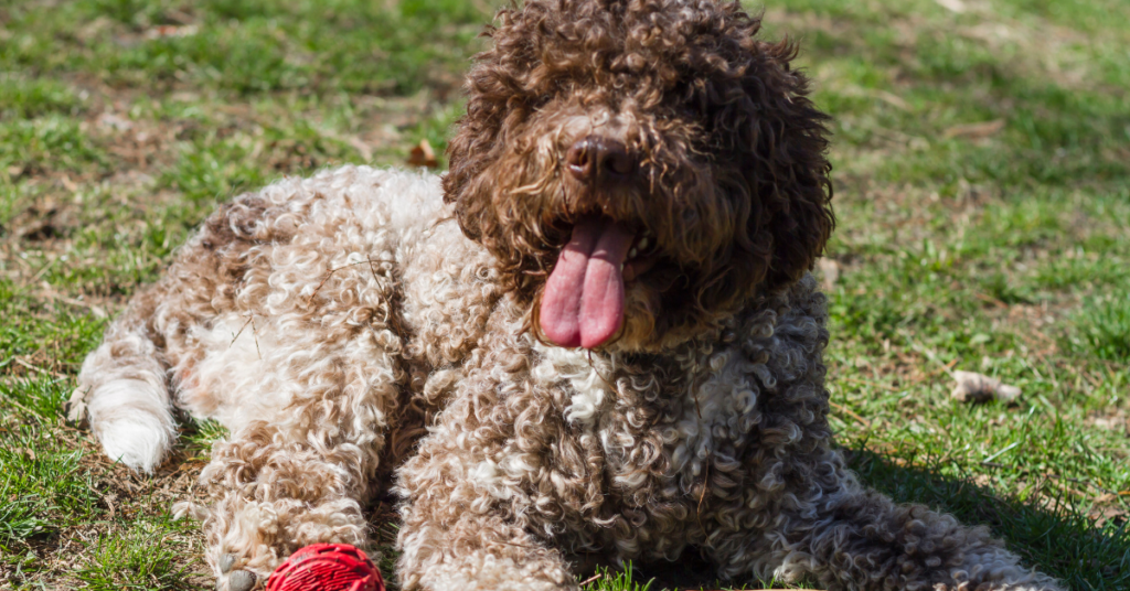 Hypoallergenic dogs, image of Lagotto Romagnolo