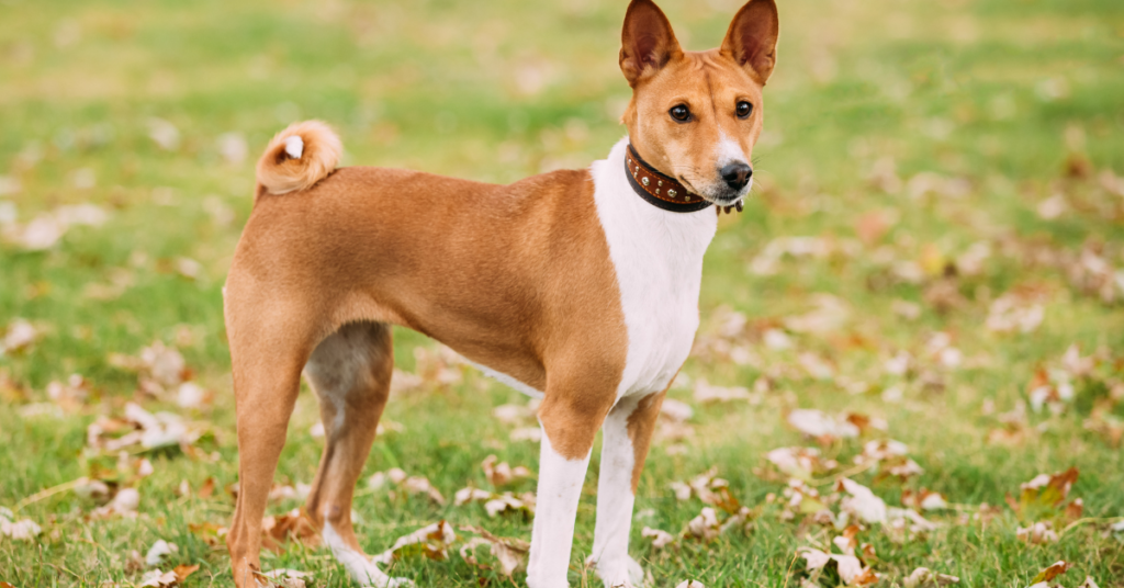 Hypoallergenic dogs, image of Basenji