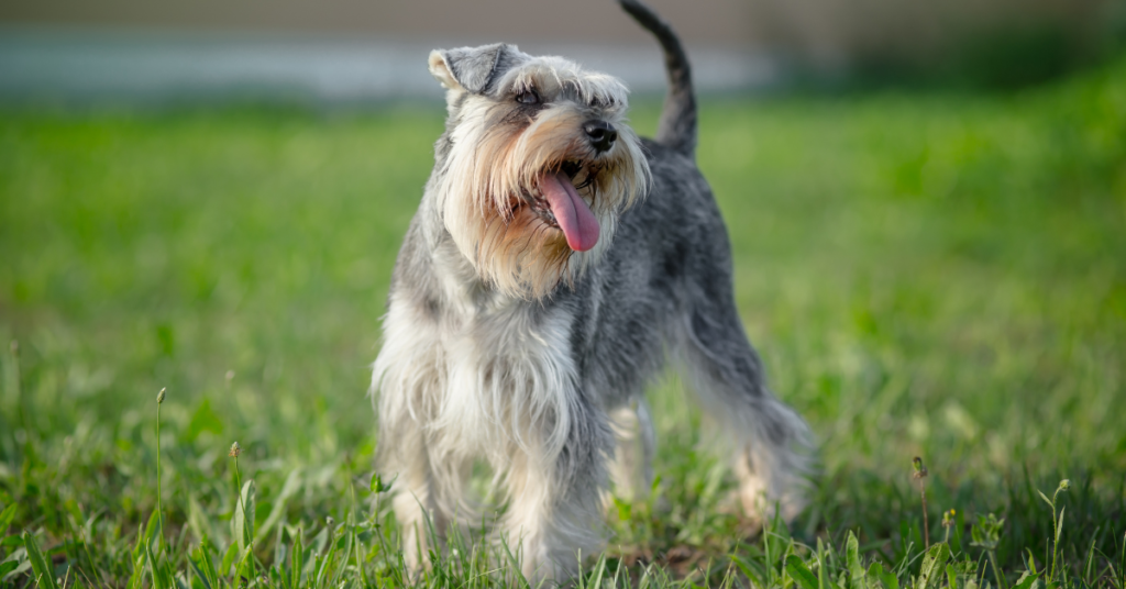 Hypoallergenic dogs, image of Schnauzer