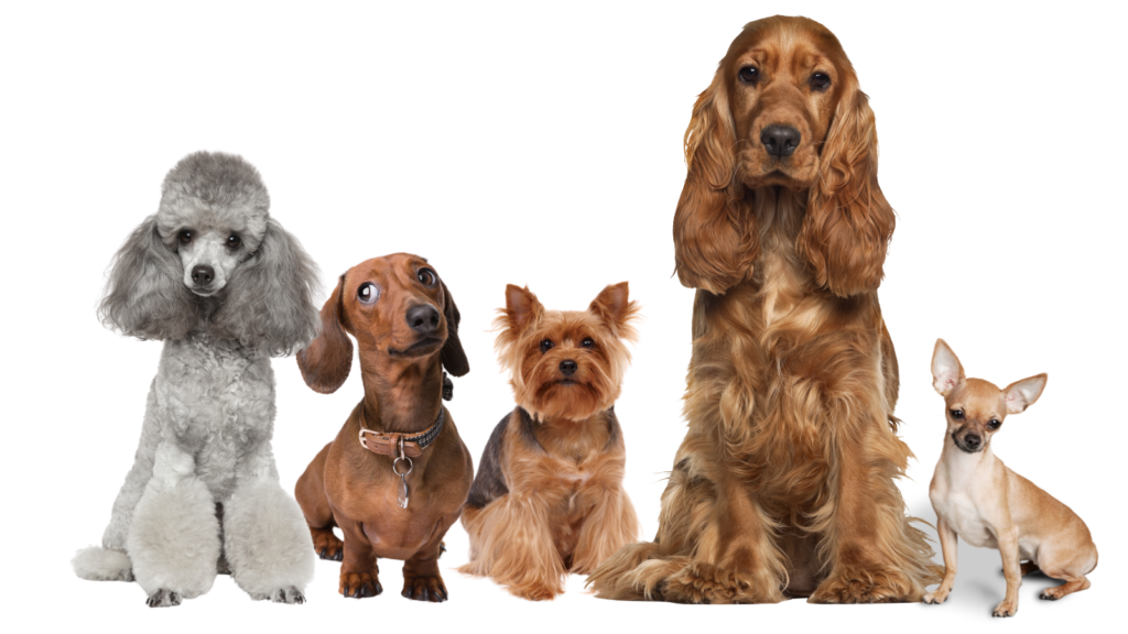 breast cancer in dogs, image of poodle, dachshund, yorkie, cocker spaniel, chihuahua