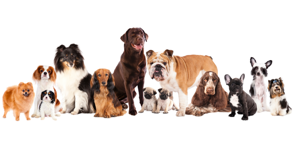 dog breed group, image of 13 dogs