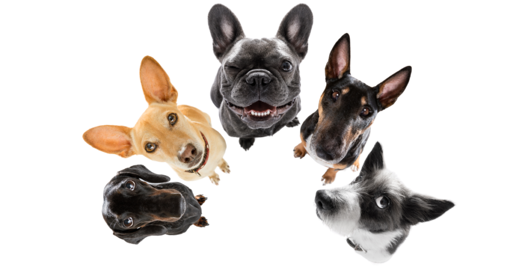 dog breed group, image of 5 dogs looking up