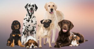 dpg breed groups, image of a group of dogs posing for the camera