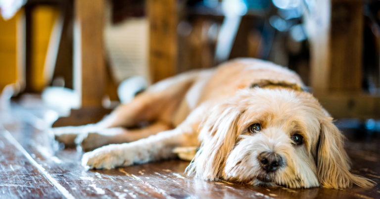 4 Alarming Ways Your Dog Can contract Leptospirosis, That You Should Know Now