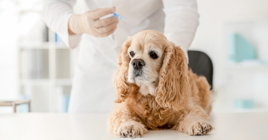 Bordetella, image of cocker spaniel receiving a vaccine