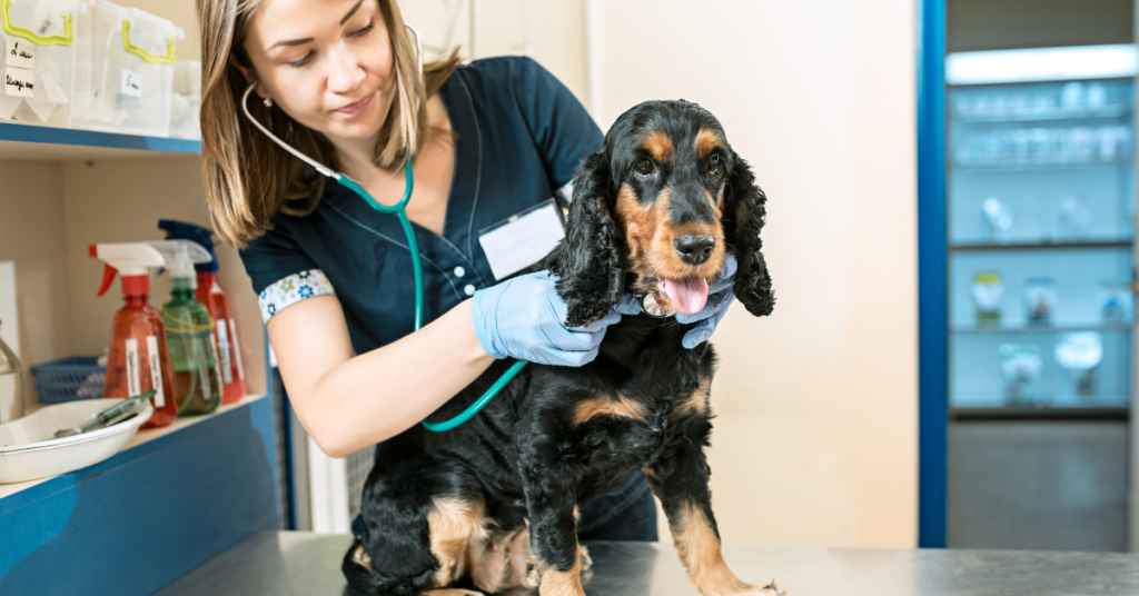 mycoplasma in dogs, image of a vet examining a dog