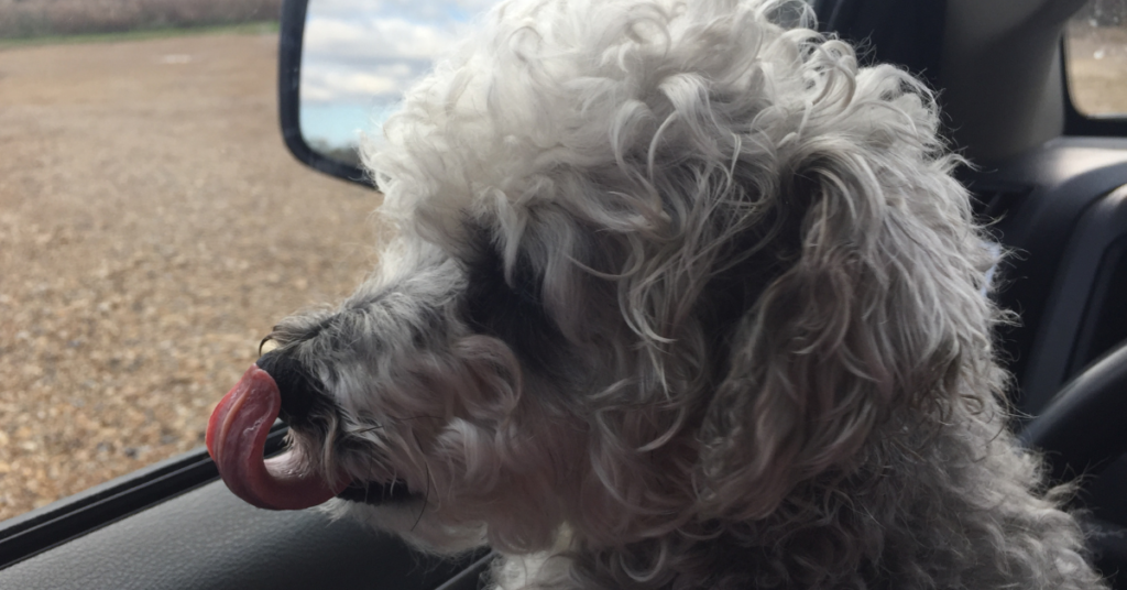 Hypoallergenic dogs, image of Bella the Schnoodle