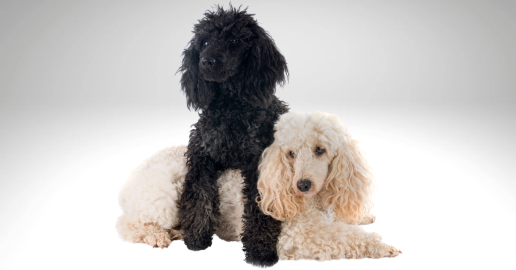 10 Amazing Facts About the Poodle You Need to Know – Is This Dog Right for You?